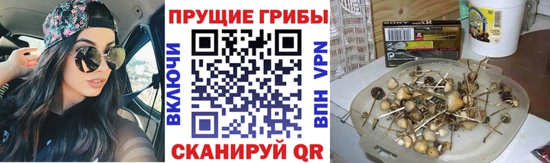 Купить  Верхнеуральск  Псилоцибиновые грибы Cubensis 